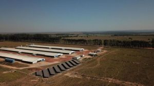 em-sc-mais-de-70-das-granjas-da-seara-ja-utilizam-energia-solar